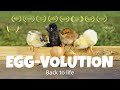 Capture de la vidéo Award Winning Documentary: Egg-Volution (Trailer English)