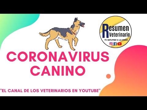 coronavirus-canino