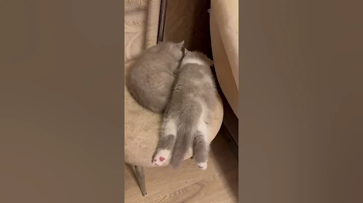 Video 2567501: britishshorthair catlife catlover kitten, cats britishshorthair catlife catlover, cat kitten britishshorthair kitty, britishshorthair kitten love cat, catlover kitten british