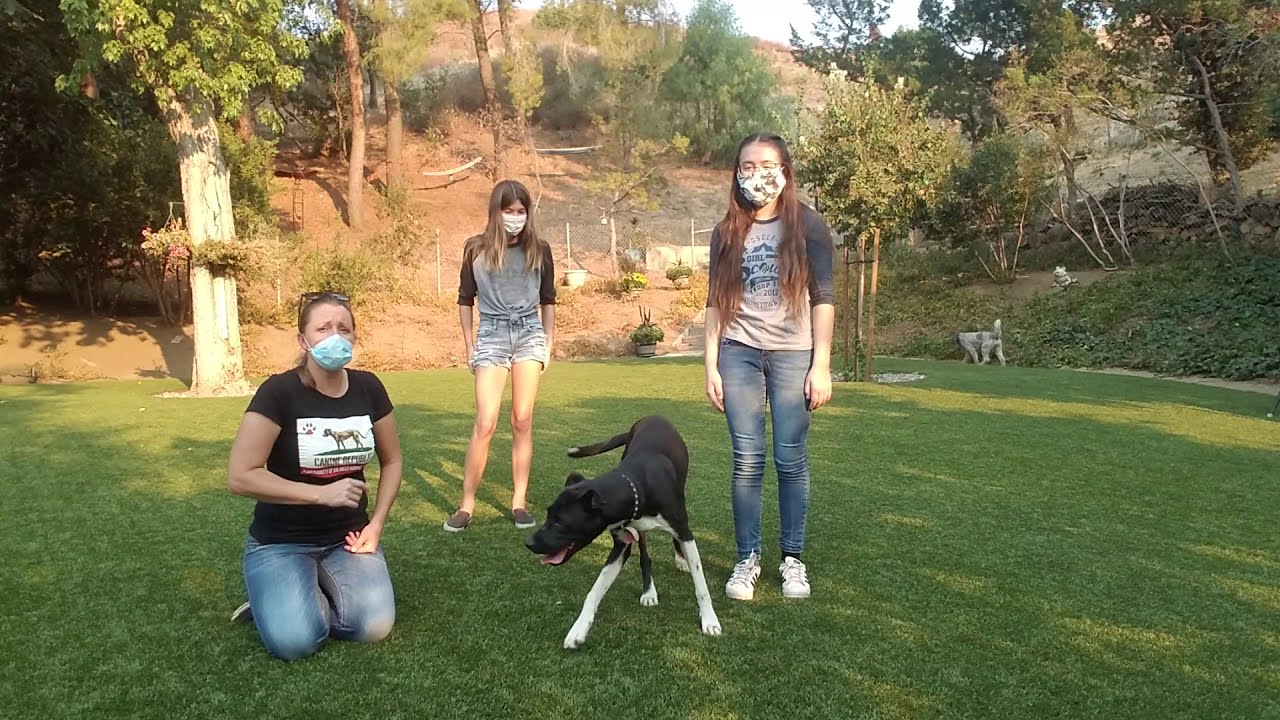 Dog Behavior experiment with Guest Trainer Kim Erickson (Silver Award Project Cowgirl & Bubbles)