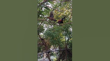 gà rừng mã đỏ mã vàng so tài.qaib qus xib twv qua zoo tiag tiag