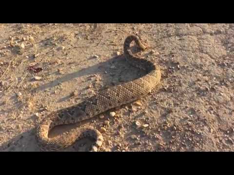 Rattlesnake Showdown (South Texas) - YouTube