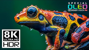 Most Beautiful 8K Video in The World | Dolby Vision 8K HDR 120 fps (8K/4K TV)