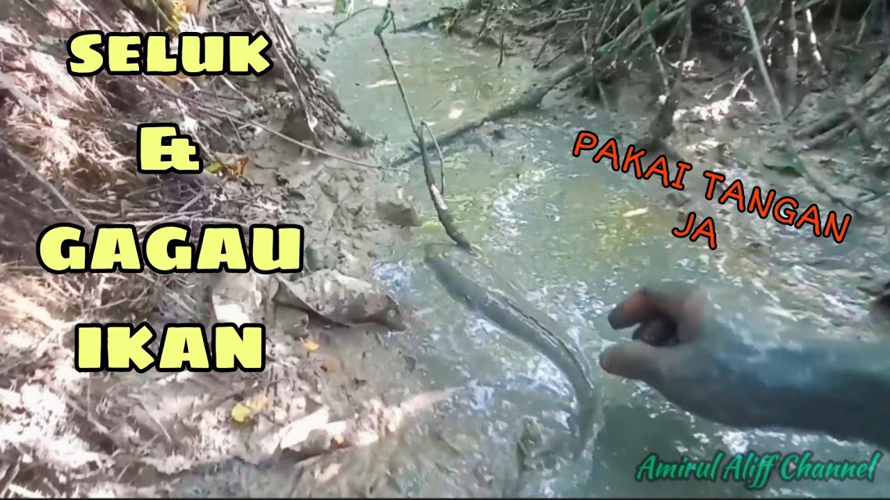 #EP811 Tangkap Ikan Guna Tangan Kosong - seluk lubang dan gagau ikan