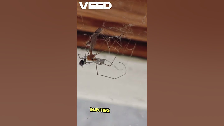 Spider vs  Mosquito - Nature's Deadly Showdown