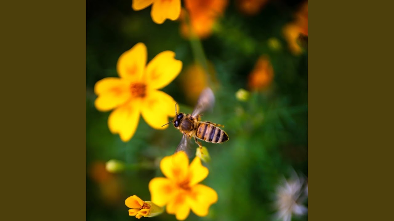 Watch Anchor on YouTube Watch Anchor on YouTube