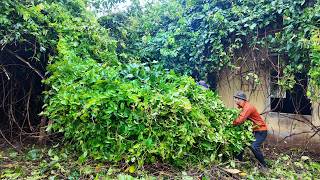 TIMELAPSE - 30 Days Reclaiming a House Lost to Nature for 50 Years