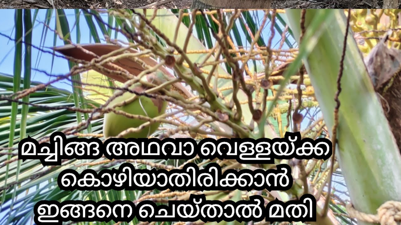 മച്ചിങ്ങ കൊഴിയാതിരിക്കാൻ മണ്ഡരി മാറാൻ പുക ചികിത്സ |coconut  treatment malayalam 