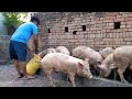 मुज़फ्फरनगर सूअर पालन की वीडियो | pig farming video