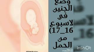 وضع الجنين في الاسبوع (17,16) من الحمل