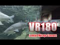 [VR180]世界淡水魚園水族館 アクア・トト ぎふ VR [Mirage Solo Camera]