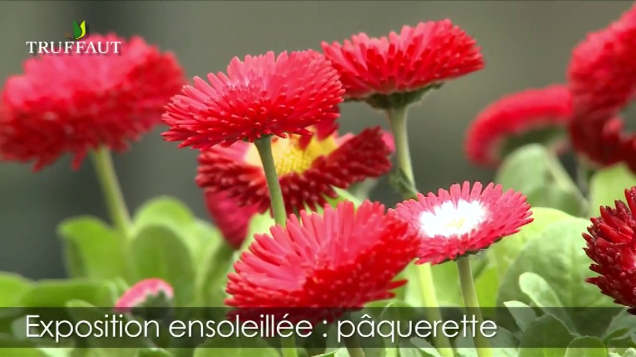 Plantes bisannuelles : pensées, pâquerettes, primevères, myosotis - Truffaut  - thptnganamst.edu.vn