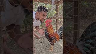 Power Rooster #birdsong #nature