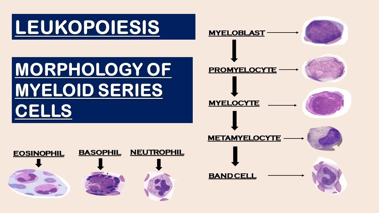 myelocyte and metamyelocyte