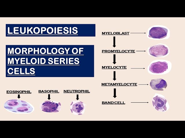 myelocyte and metamyelocyte