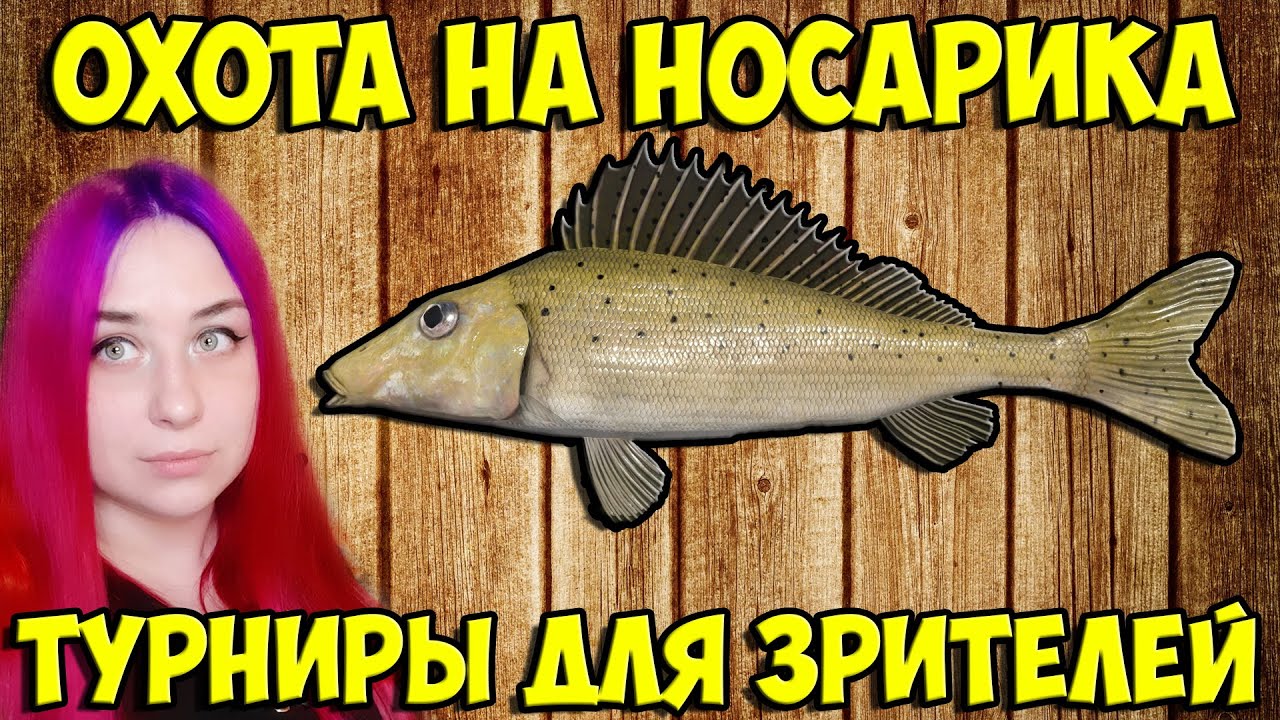 Ёрш-носарь в поисках трофея 🐠 Турниры для зрителей 🐠 Девушка на рыбалке ...