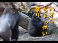 Haoko's Game(Haoko tease Momoko time and time again) Ueno zoo gorilla Tokyo 上野動物園のゴリラ　ハオコ　ちょっかい祭り