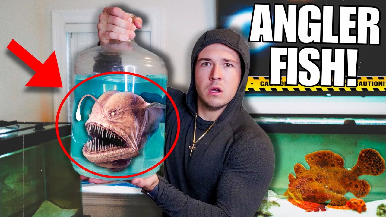 BUYING Creepy ANGLER FISH OFF THE WEB For My SALTWATER AQUARIUM
