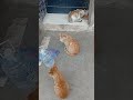حليت الباب لقيتهم كيتسناو الله يحفضهم من طريق القاتلة 0649095261