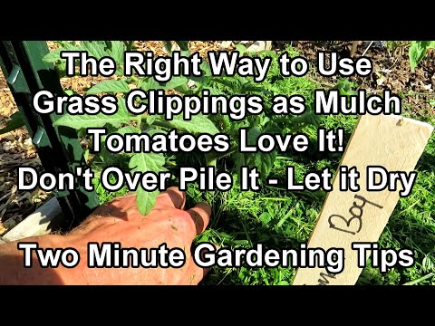 Video: Mulching with cut grass - helping ourselves and the beds