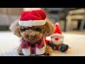 クリスマスプレゼントの代わりに動画撮影に付き合うトイプードル