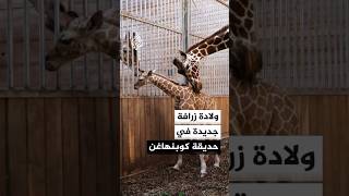 حديقة حيوان كوبنهاغن تستقبل ثالث مولود زرافة منذ مارس الماضي