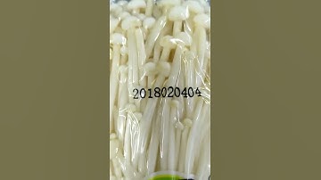 DIKAI Coding---Hot ink roll coder