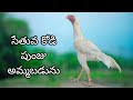 //KVR BREEDES#9490602621#bhimavaram Kodi punju#birds 