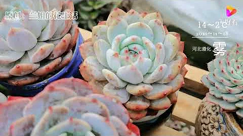 唐山地区大雾，农家院仿佛在仙境中，给大家十星推荐的多肉你有吗 - 天天要闻