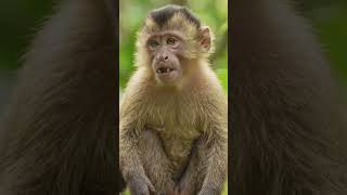 गांधी जी के तीन बंदरों की कहानी सुनो #aishorts #shorts