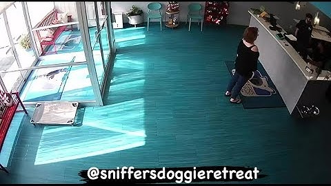 WATCH: Car crashes into doggie day care in Maryland