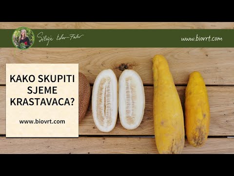 Video: Kupujemo Sjemenke Krastavaca