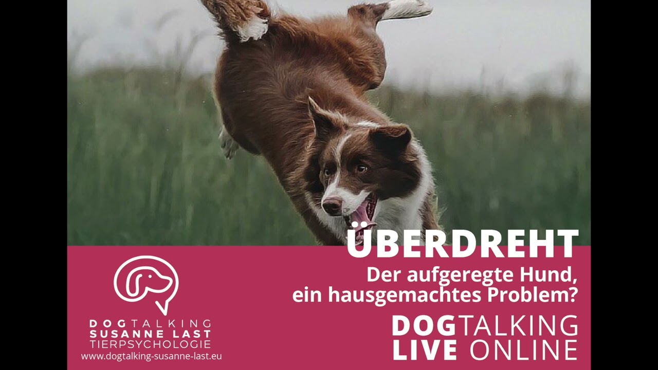 Überdreht - Der aufgeregte Hund, ein hausgemachtes Problem?
