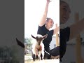 GOAT YOGA IN ORLANDO | DAYTRIPPERS WITH KARA MOELER