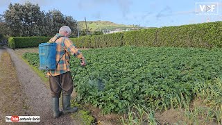 Fui à Ilha do Faial sulfatar as batatas do Fernando Silva 2024 Açores