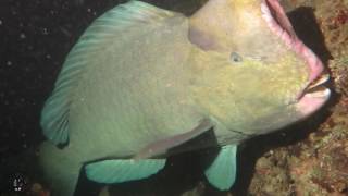 Giant Bumphead Parrotfish During a Night Dive!!!