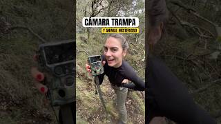 Buscando al animal misterioso con la cámara trampa iZeeker IG600 #fototrampeo #trailcam #animales