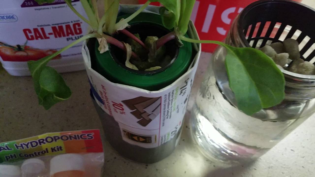 Supplies Needed For Hydroponics YouTube