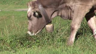 Stilluptal Video Lm 2010