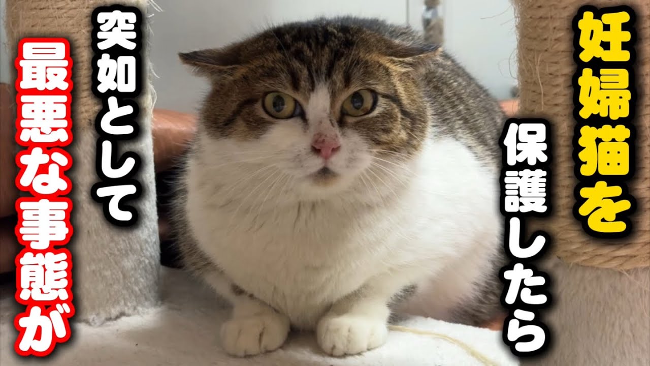 猫ちゃん　割れあり　節抜けあり　現品処分 At this timingthe worst possible thing has happened in the