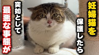 このタイミングで…妊婦猫部屋で最悪な事態が