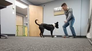 Playing Office Soccer With My Dog Rocky