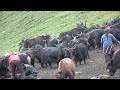 the yak farm || Nepal || dolpa || lajimbudha ||