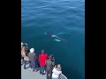 Orca courtship in California waters