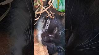 Download Lagu oOhoo dicari kemana2 taunya tidur pules dikebun 😅 #shorts #short #cat #catlovers #kitten MP3 Download Lagu oOhoo dicari kemana2 taunya tidur pules dikebun 😅 #shorts #short #cat #catlovers #kitten MP3