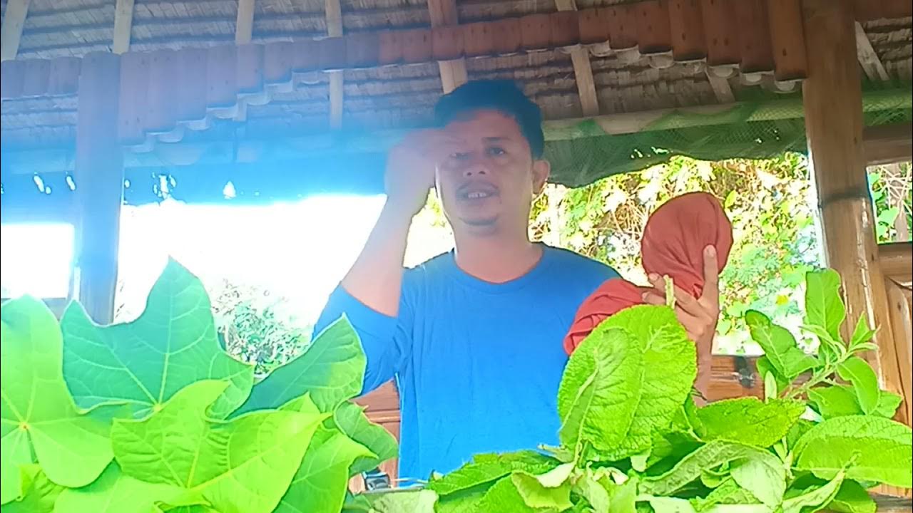 GAMOT SA LAGNAT, DAHON NG SAMBONG AT TUBA YouTube