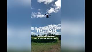 Tripar, trichogrammes contre la pyrale du maïs
