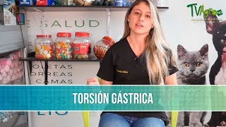 Que es la Torsion Gastrica en Caninos  TvAgro por Juan Gonzalo Angel Restrepo