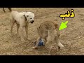 الفرق بين كلب الكانجال التركي وكلب القوقازي ومن الاقوى 