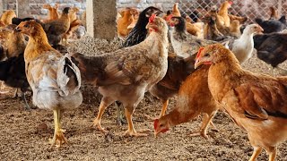 Homemade Grower Feed for Desi Poultry